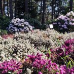 12 rastlin, s katerimi se boste na vrtu enkrat za vselej znebili plevela 12 rastlin, s katerimi se boste na vrtu enkrat za