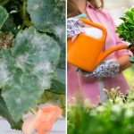 Bela obloga na listih: kakšna je nevarnost pepelaste plesni in kako rešiti rastline Bela obloga na listih: kakšna je nevarnost pepelaste plesni in