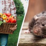Če posadite teh 7 rastlin, podgane sploh ne bodo vstopile