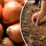 Čebula raste večkrat bolje: vrtnar je razkril preprosto metodo sajenja pod zimsko Čebula raste večkrat bolje: vrtnar je razkril preprosto metodo sajenja