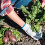 Česa ne smete gojiti na zelenjavnem vrtu: vrtnarji so poimenovali