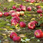 Gnila jabolka niso gnojilo: 4 razlogi, zakaj je treba pokvarjeno