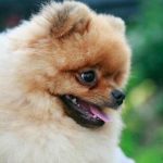 Kaj se zgodi, če vas pes nenehno liže: jezik ljubezni ali nujna diagnoza kaj-se-zgodi-ce-vas-pes-nenehno-lize-jezik-ljubezni.jpg