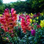 Kaj sejati febrja: strokovnjaki so poimenovali 6 vrst semen cvetja