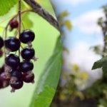 Kaj storiti z ribezovimi grmi zgodaj spomladi: skrb za velik pridelek Kaj storiti z ribezovimi grmi zgodaj spomladi: skrb za velik