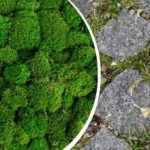 Kako odstraniti mah s tlakovcev: preprosto kuhinjsko sredstvo bo rešilo