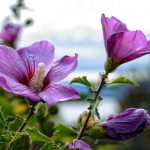 Kako pravilno obrezati hibiskus za bujen grm