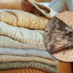 Kako se znebiti moljev v omarah: samo ena rastlina vam