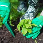 Kdaj posaditi jagode jeseni, da spomladi poberete vedra jagod: pomembna