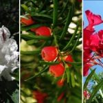 Lepe, a smrtno strupene: katerih rastlin je bolje ne saditi na mestu Lepe, a smrtno strupene: katerih rastlin je bolje ne saditi