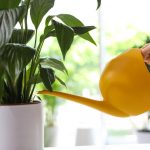 Mirna lilija bo nehala rumeneti in oživela v le nekaj