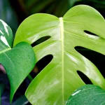 monstera-rumenenje-kaj-ji-manjka-diagnosticiranje-listov.webp.webp