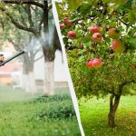 Mšice se ne bodo nikoli več dotaknile jablan: učinkovita rešitev