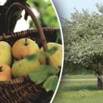 Ni treba sekati: kako pomladiti staro jablano Ni treba sekati: kako pomladiti staro jablano
