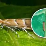 Nova invazija škodljivcev v Ukrajini: ogroženih je 80 % poljščin,