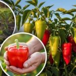 Odpornost na sušo in bolezni: pet odpornih sort paprike za