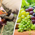 Pametni vrtnarji že začenjajo obrezovati grozdje: nabrali bomo dvakrat več