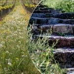 Plevel bo izginil hitreje: trik za zalivanje, ki ga pozna