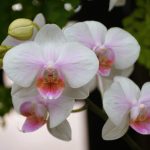 Ponovno zacvetenje orhideje je lažje, kot si mislite: 5 preverjenih