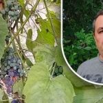 Preprost trik za dobro letino: vrtnar razkriva glavnega sovražnika grozdja