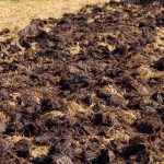 Pridelek bo dvakrat večji: kakšen gnoj uporabljajo izkušeni zelenjadarji jeseni