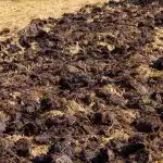 Pridelek bo dvakrat večji: kakšen gnoj uporabljajo izkušeni zelenjadarji jeseni