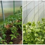 Rekordna letina bo presenetila celo sosede: kako hitro navlažiti zemljo