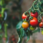 Sadike nedoločljivega paradižnika. Nianse setve visokoraslega paradižnika sadike-nedolocljivega-paradiznika-nianse-setve-visokoraslega-paradiznika.jpg