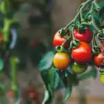 sadike-nedolocljivega-paradiznika-nianse-setve-visokoraslega-paradiznika.jpg