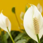 skrb-za-spathiphyllum-cesa-absolutno-ne-smete-storiti-s-cvetjem.webp.webp