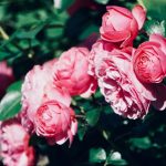 Skrivnost dobrega cvetenja: strokovnjaki so pojasnili, kako obrezovati vrtnice pozno