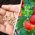 Tam, kjer je zrasel paradižnik, ni mogoče posaditi 7 poljščin: napaka bo stala pridelka Tam, kjer je zrasel paradižnik, ni mogoče posaditi 7 poljščin: