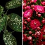 Tri sobne rastline, ki v vaš dom privabljajo škodljivce