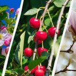 Vrtnarji so poimenovali 8 dreves, ki jih jeseni ne smete