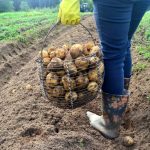 Za večji pridelek jih je najbolje gojiti skupaj s krompirjem: