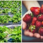 Zadnji akord jeseni: preprosta dejanja, ki vplivajo na jagodičevje v naslednji sezoni Zadnji akord jeseni: preprosta dejanja, ki vplivajo na jagodičevje v