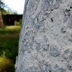 Zakaj izkušeni vrtnarji belijo debla dreves marca in ne maja: spomladanski lyckebez zakaj-izkuseni-vrtnarji-belijo-debla-dreves-marca-in-ne-maja.jpg