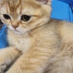 Zakaj mačke spijo na lastnikovih stvareh: kemija navezanosti in zavzemanje ozemlja zakaj-macke-spijo-na-lastnikovih-stvareh-kemija-navezanosti-in-zavzemanje.jpg