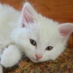 Zakaj mačke zmečkajo odejo ali lastnika s tačkami: razvozlavanje navade iz otroštva zakaj-macke-zmeckajo-odejo-ali-lastnika-s-tackami-razvozlavanje-navade.jpg