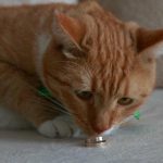 Zakaj se mačka odziva na "psicarious": akustični sprožilci in lov na zvok zakaj-se-macka-odziva-na-psicarious-akusticni-sprozilci-in-lov.jpg