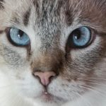 Zakaj se mačke bojijo vode: evolucija, krzno in izguba nadzora zakaj-se-macke-bojijo-vode-evolucija-krzno-in-izguba-nadzora.jpg