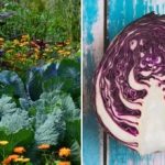 Zakaj zelje na gredici zvodeni: vse je odvisno od sosedov