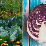 Zakaj zelje na gredici zvodeni: vse je odvisno od sosedov