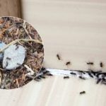 Zbogom, nadležni škodljivci: kako se enkrat za vselej znebiti mravelj