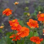 10 trajnic, ki z leti postajajo vedno boljše: strokovnjaki poimenujejo