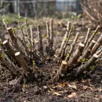 Kako s spomladanskim obrezovanjem poskrbeti, da bo kosmulja rodila v vedrih kako-s-spomladanskim-obrezovanjem-poskrbeti-da-bo-kosmulja-rodila-v.png