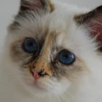 7 najbolj zvestih pasem mačk, ki vas nikoli ne bodo pustile same 7-najbolj-zvestih-pasem-mack-ki-vas-nikoli-ne-bodo.webp.webp