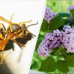 7 rastlin privablja smrtonosne sršene: ne smete jih saditi v