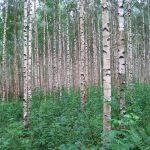 9 najslabših dreves za vrt: česa ne smete posaditi na