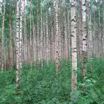 9 najslabših dreves za vrt: česa ne smete posaditi na